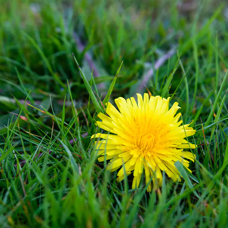 Tyne Lawns Img 02
